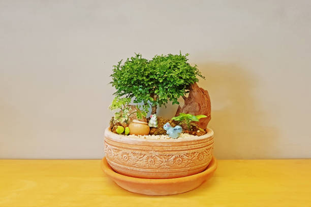 istock A bonsai tree in pot place on the floor or table 1203789688