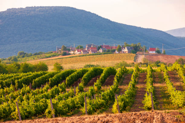 wine cellars in Bukkzserc, Hungary
