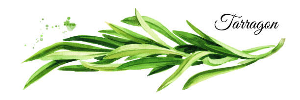新鮮な緑のタラゴンのスプリッグ。手描きの水彩画、白の背景に分離 - tarragon herb freshness green点のイラスト素材／クリップアート素材／マンガ素材／アイコン素材