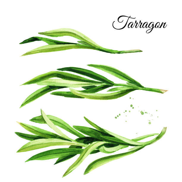 新鮮な緑のタラゴンセットのスプリッグ。手描きの水彩画、白の背景に分離 - tarragon herb freshness green点のイラスト素材／クリップアート素材／マンガ素材／アイコン素材