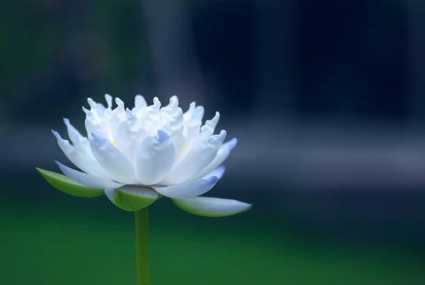 istock beautiful waterlily or lotus and green leaf in pond, blur image, soft image 1203790210