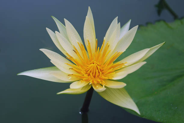 istock beautiful waterlily or lotus and green leaf in pond, blur image, soft image 1203790228