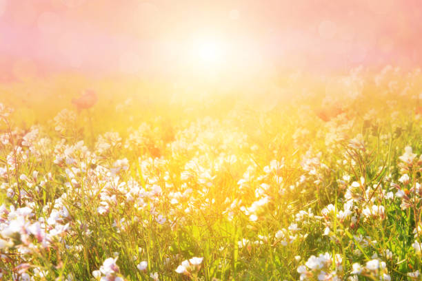 Morning meadow in the sunbeams. Blurred artistic picture.