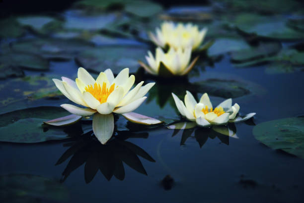 istock beautiful waterlily or lotus and green leaf in pond, blur image, soft image 1203790294