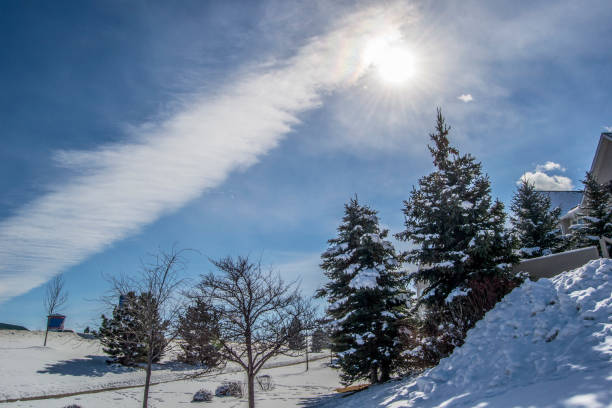 Pine Trees and Firs in Snow