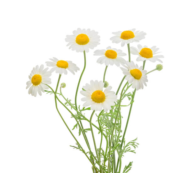manzanillas aisladas sobre fondo blanco. sin sombra - herb chamomile flower arrangement flower fotografías e imágenes de stock