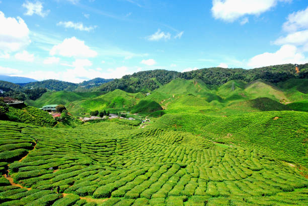 istock Tea farm at Cameron Highland, Malaysia 1203791887