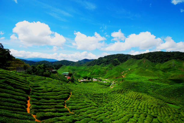 istock Tea farm at Cameron Highland, Malaysia 1203791907