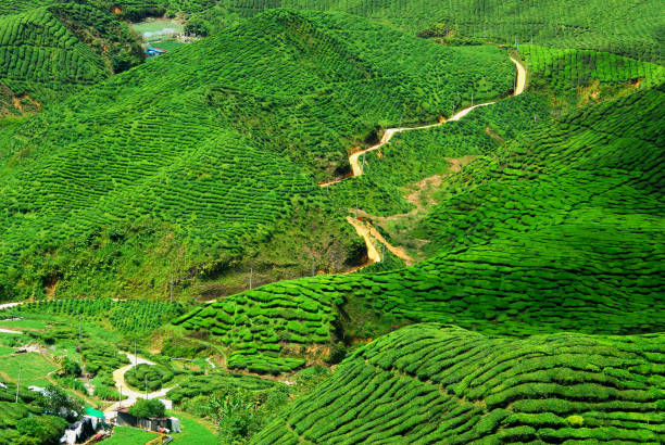 istock Tea farm at Cameron Highland, Malaysia 1203791910