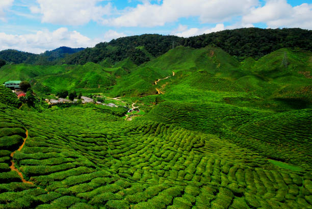 istock Tea farm at Cameron Highland, Malaysia 1203791914