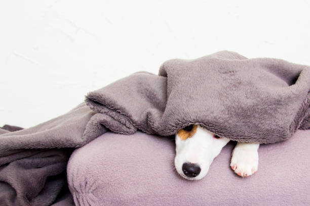 istock Jack Russell Terrier puppy on a white background 1203795244