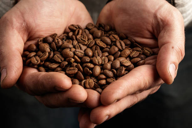 istock Men's hands hold a handful of coffee beans. 1203795281