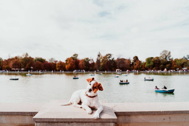cute jack russell dog standing by Retiro park lake in madrid. Pets outdoors stock photo