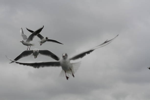 istock Seagulls Try To Catch Food That People Throwing From Ship 1203797118