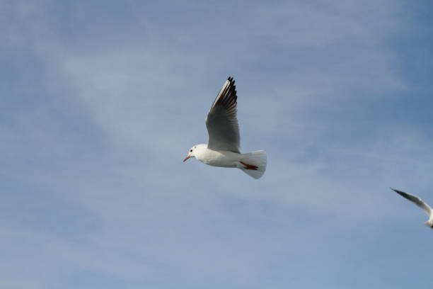 istock seagulls flying closer shot 1203798187