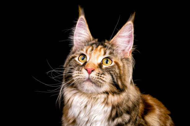 istock Huge maine coon cat on black background. 1203798471