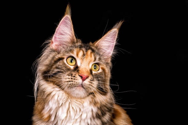 istock Huge maine coon cat on black background. 1203798473