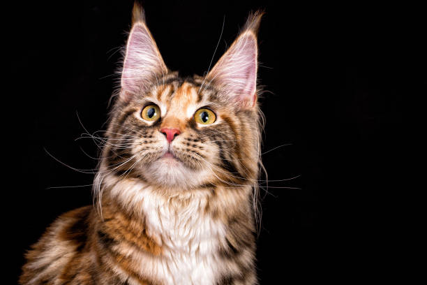 istock Huge maine coon cat on black background. 1203798474
