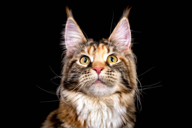 istock Huge maine coon cat on black background. 1203798489