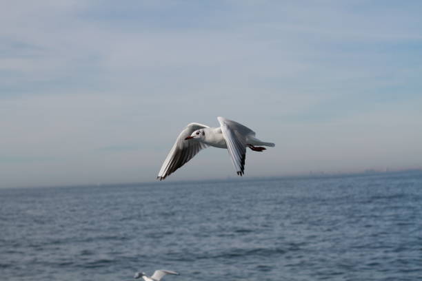 istock seagulls flying closer shot 1203798810