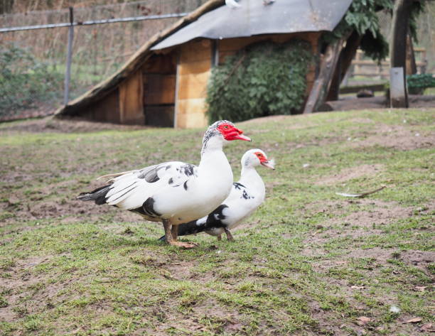 820+ Male Muscovy Duck Stock Photos, Pictures & Royalty-Free Images