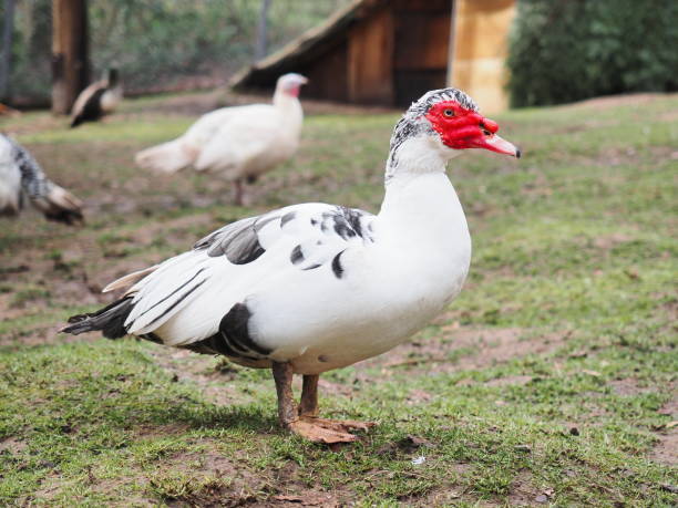 Wart duck - Mute - Erpel