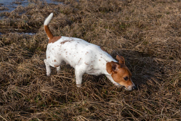 istock Beautiful Jack Russell Terrier on the grass. 1203799720