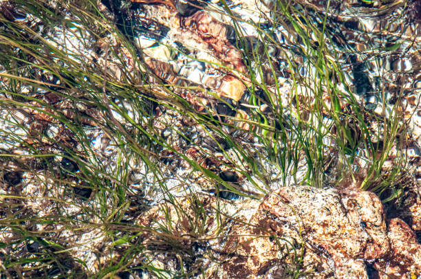 Sea grass and water
