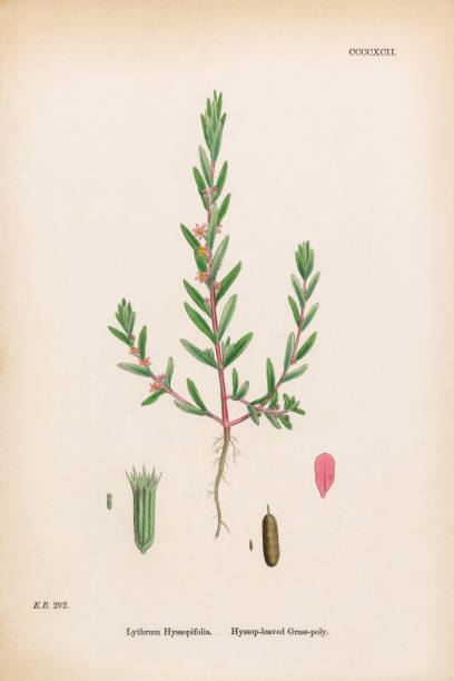 ilustraciones, imágenes clip art, dibujos animados e iconos de stock de hyssop-leaved grass-poly, lythrum hyssopifolia, ilustración botánica victoriana, 1863 - long leaved helleborine