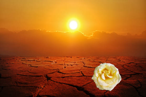 istock White roses on the ground broken in the sun. 1203801354
