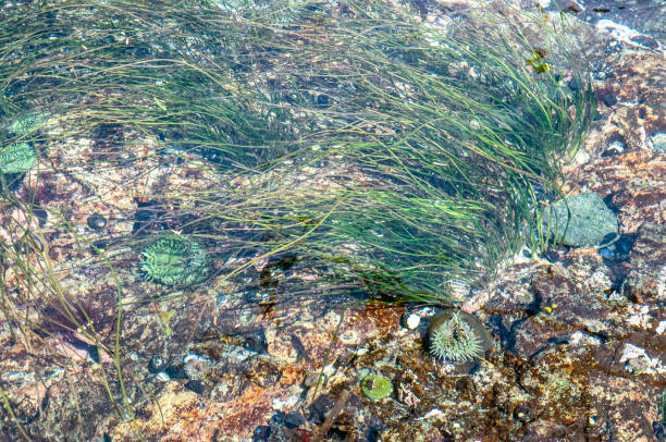 istock Lime green sea anemone under water in an intertidal zone 1203801364
