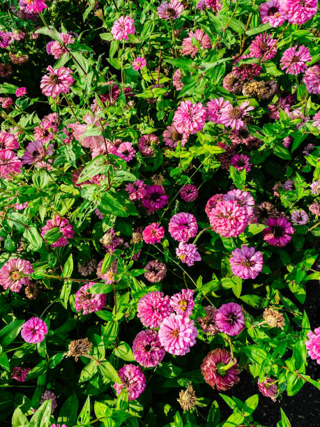 istock Pink Flower Bloom in February 1203803233