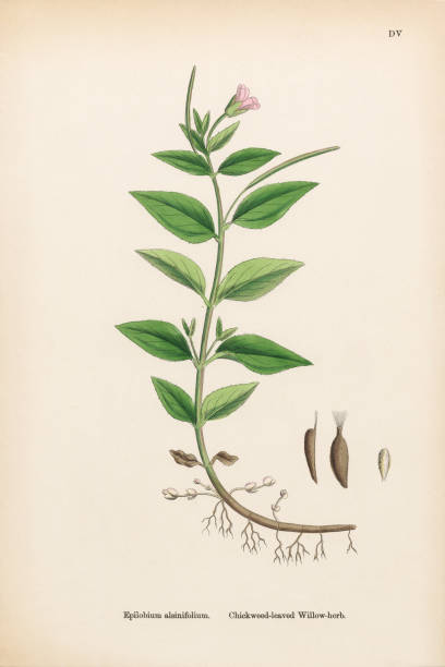 ilustraciones, imágenes clip art, dibujos animados e iconos de stock de chickweed-leved-lev willow-herb, epilobium alsinifolium, victorian botanical illustration, 1863 - long leaved helleborine
