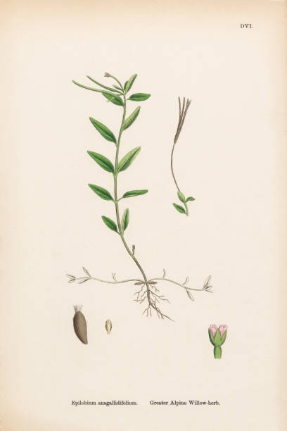 ilustraciones, imágenes clip art, dibujos animados e iconos de stock de gran sauce alpino-hierba, epilobium anagallidifolium, ilustración botánica victoriana, 1863 - long leaved helleborine