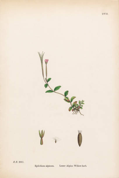 ilustraciones, imágenes clip art, dibujos animados e iconos de stock de hierba de sauce alpino menor, epilobium alpinium, ilustración botánica victoriana, 1863 - long leaved helleborine