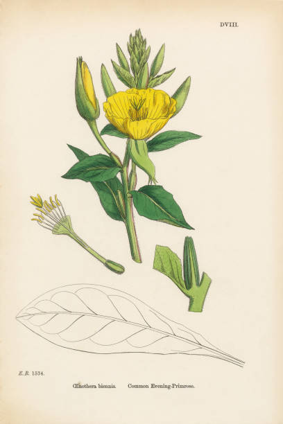 ilustraciones, imágenes clip art, dibujos animados e iconos de stock de primrose de la tarde común, oenothera biennis, ilustración botánica victoriana, 1863 - long leaved helleborine