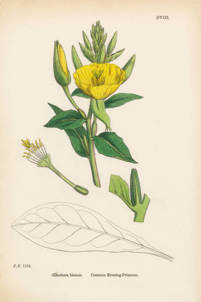 обычная вечерняя примула, энотера бьеннис, викторианская ботаническая иллюстрация, 1863 - long leaved helleborine stock illustrations