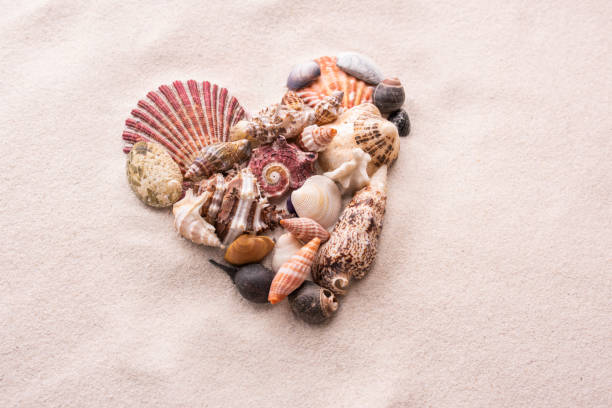 istock A heart made of small shells on beach sand love 1203805132