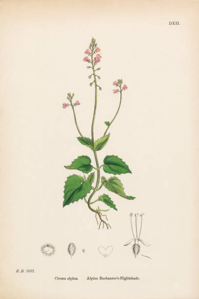 ilustraciones, imágenes clip art, dibujos animados e iconos de stock de sombrilla del encanto alpino, circaea alpina, ilustración botánica victoriana, 1863 - long leaved helleborine