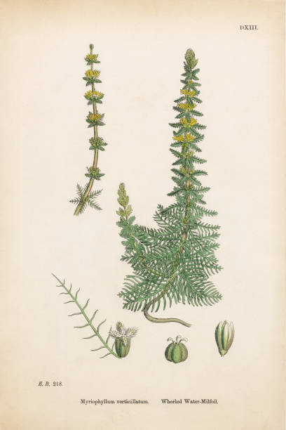 Whorled Water Milfoil, Myriophyllum verticillatum, Victorian Botanical Illustration, 1863 Very Rare, Beautifully Illustrated Antique Engraved and Hand Colored Victorian Botanical Illustration of Whorled Water Milfoil, Myriophyllum verticillatum, 1863 Plants. Plate 291, Published in 1863. Source: Original edition from my own archives. Copyright has expired on this artwork. Digitally restored. whorled stock illustrations