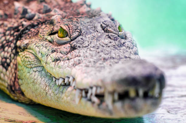 istock crocodile head isolated close up on a green background 1203805431