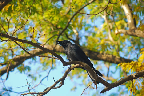 istock crow in the trees behind the blue sky. 1203805524