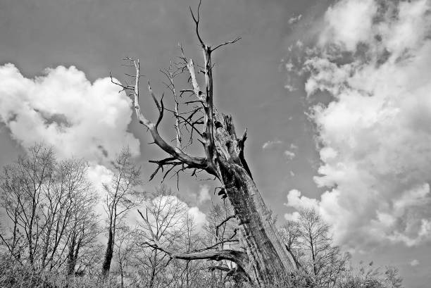 istock Dying dead tree and sky in the dry season on black and white 1203805574