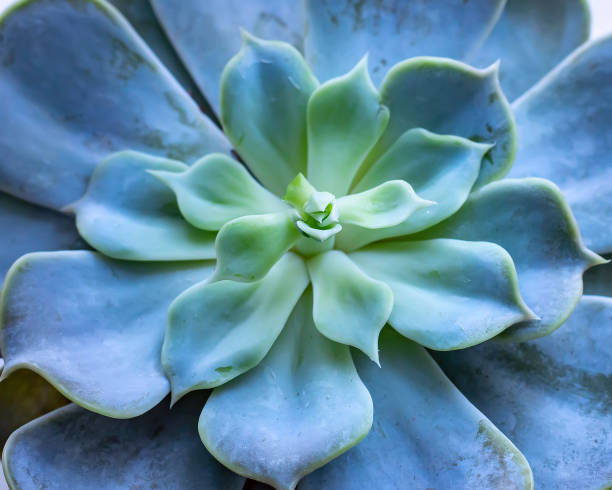 istock Green Succulent plant. Top close-up view. 1203805988