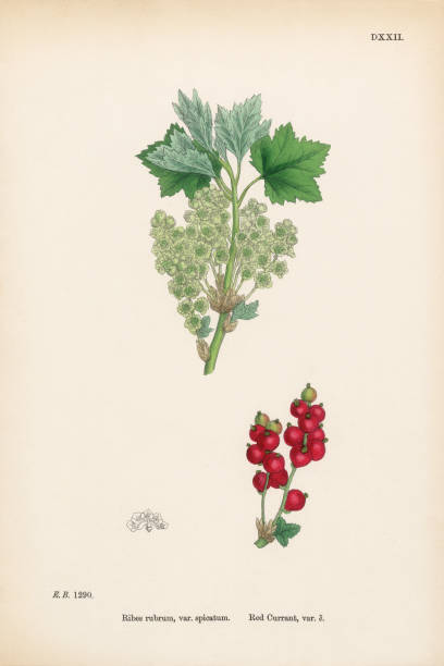 ilustraciones, imágenes clip art, dibujos animados e iconos de stock de currant rojo, ribes rubrum, var. spicatum, ilustración botánica victoriana, 1863 - long leaved helleborine