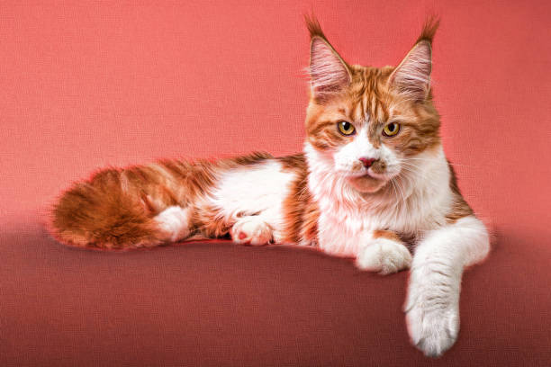 istock Red and white maine coon kitten on pink background. 1203807033