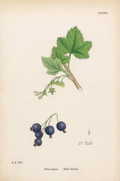 ilustraciones, imágenes clip art, dibujos animados e iconos de stock de groslan negro, ribes nigrum, ilustración botánica victoriana, 1863 - long leaved helleborine