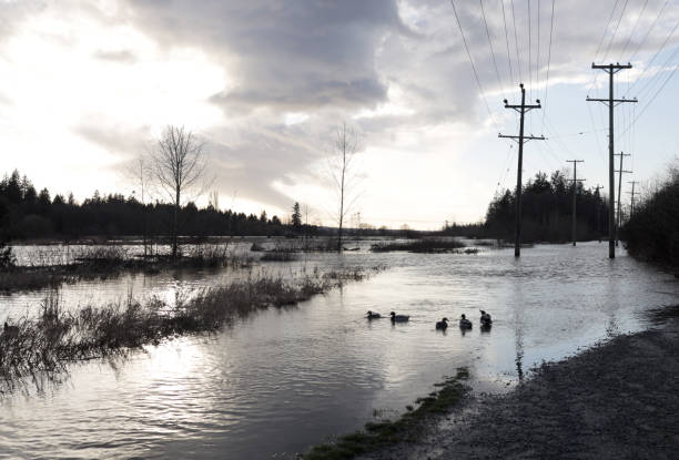 Flooding after heavy rainfall in the Fraser Valley. Ducks swim on the extended flood plain in mid-winter.