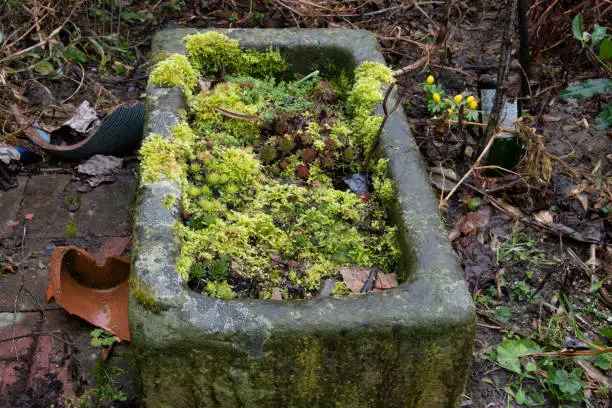 An old pig trough carved out of stone is now a planting bowl. Planted with Dachwurz, Sempervivum and covered with moss.