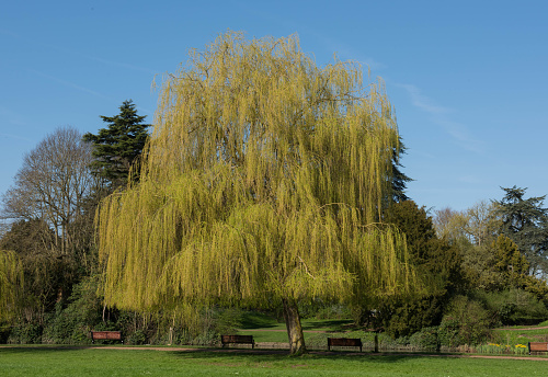 Lush foliage of a green willow tree  in close-up for an environmetal artistic design or a screen saver